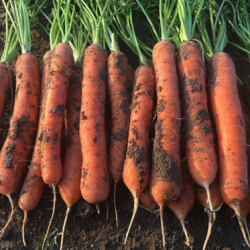 Marchew Carlano  F1 100 tyś nas. precyzja st